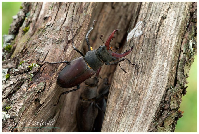 Stag Beetle