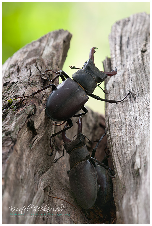 Stag Beetles_2