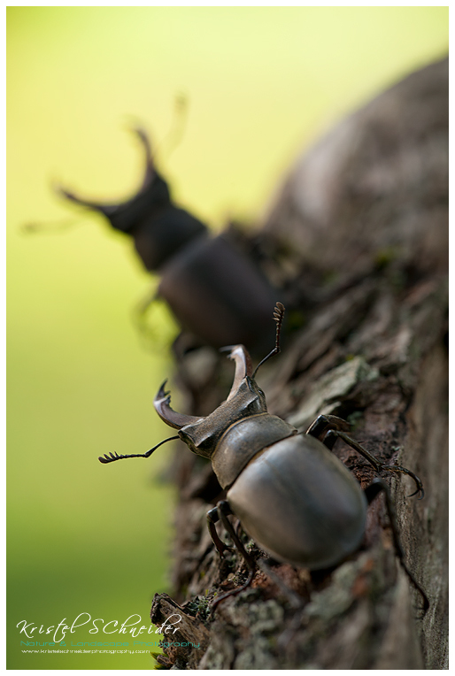 Stag Beetles_male3