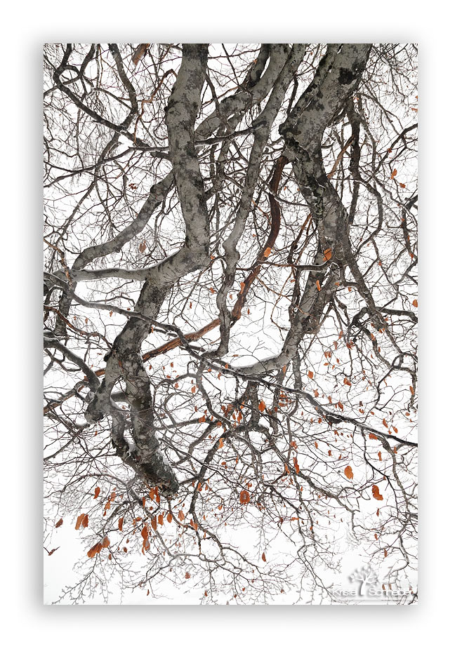 Beech-tree-branch-in-winter