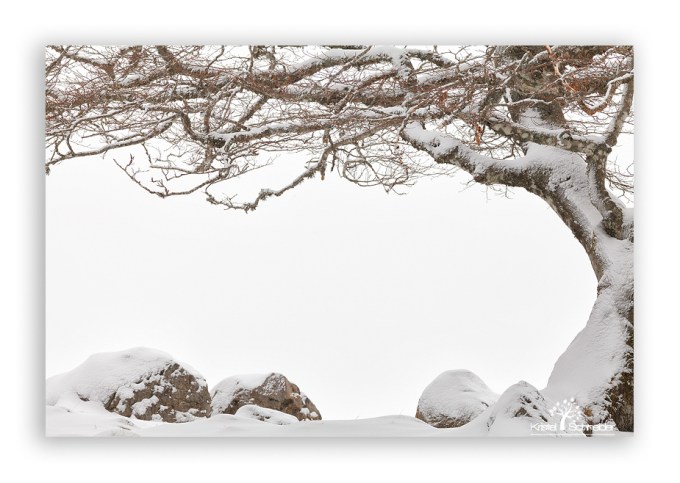 Beech-tree-branch-in-winter_13