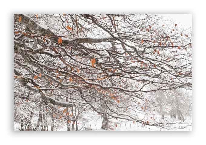 Beech-tree-branch-in-winter_2