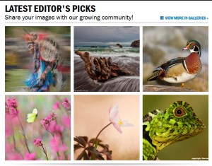 Editors-pick_wood-anemone