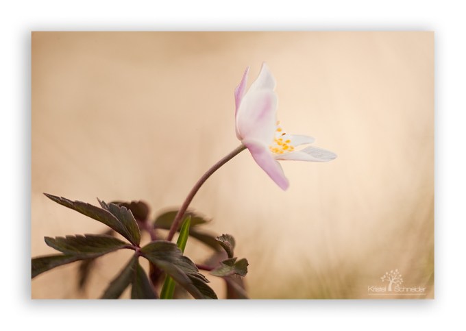 Wood-Anemone_4b