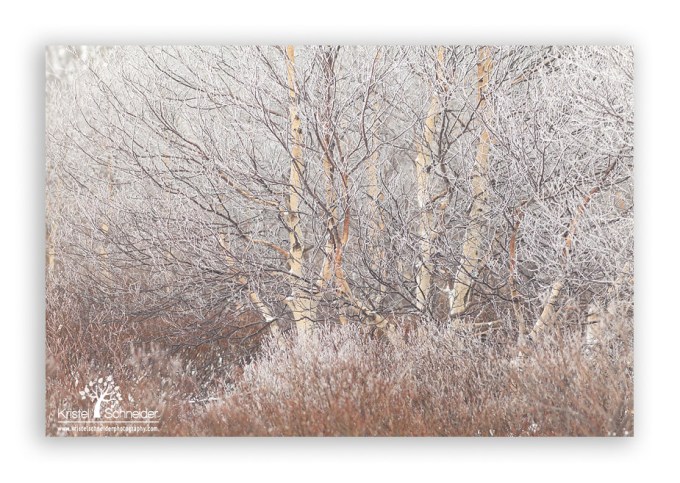 Birch-tree-with-frost