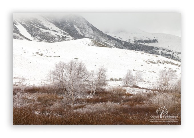Birch-trees-with-frost