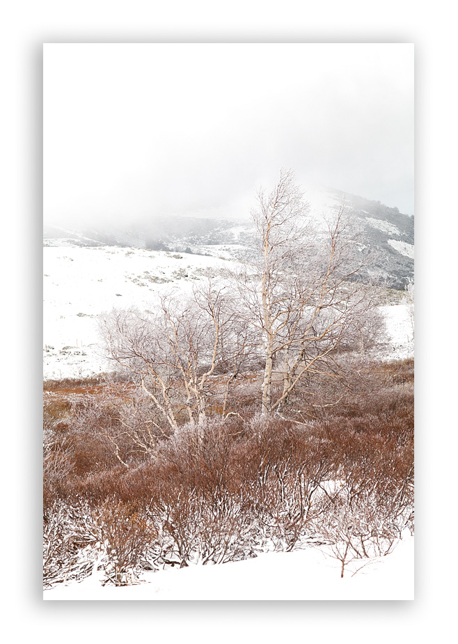 Birch-trees-with-frost_3