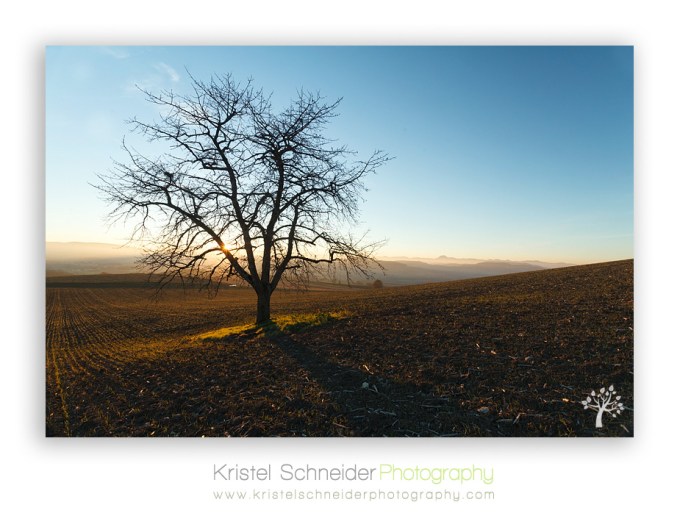 Tree-in-evening-sun_Billom-area