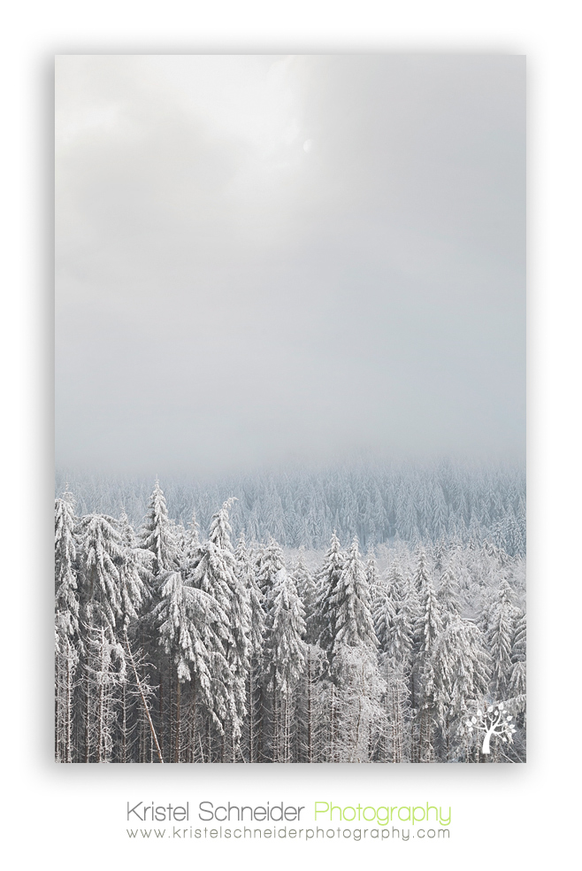 Pine-trees-in-the-clouds