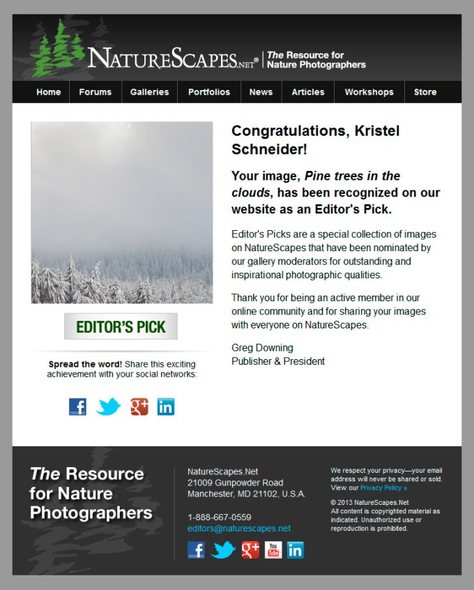 Pine-trees-in-the-clouds