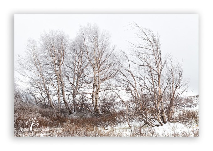 Birch-trees-with-frost_7