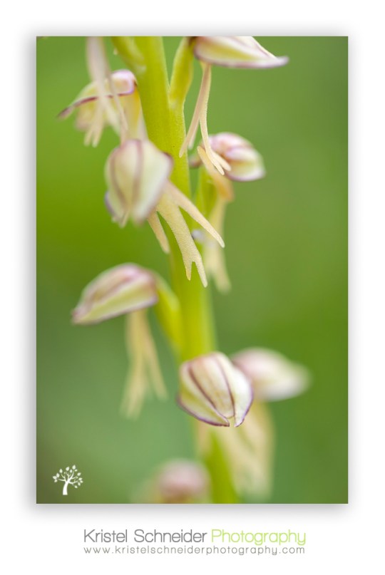 Man-Orchid_Orchis-anthropophora_2b