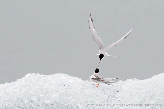 OHA-2008-08-09-122417