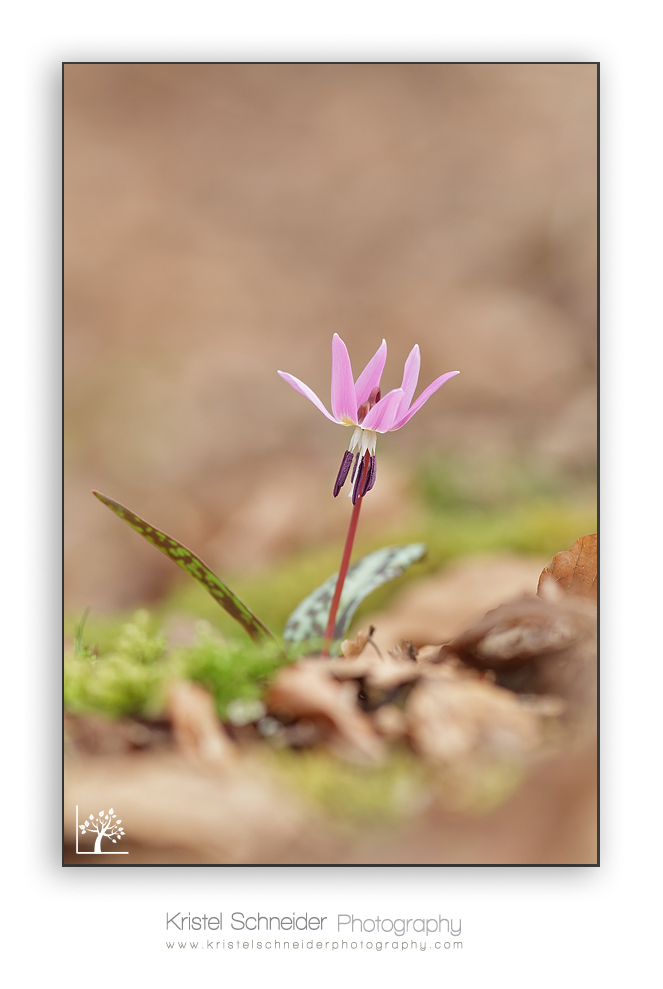 Erythronium_7