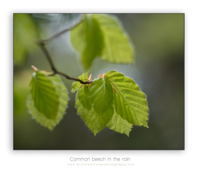 common-beech_2