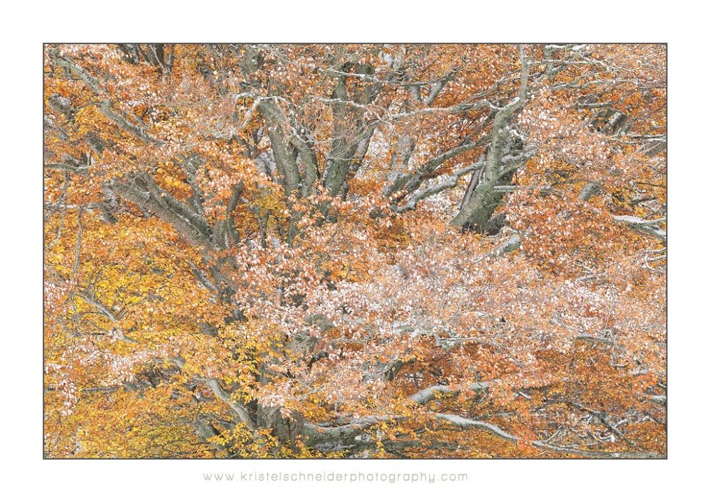 Beech_Fagus-sylvatica-tree_1