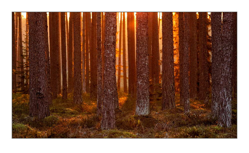 Estland_Lahemaa-National-Park_13-wwebsite